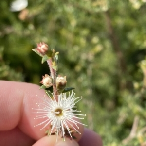 Kunzea ambigua at Vincentia, NSW - 3 Sep 2023