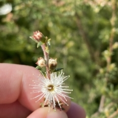 Kunzea ambigua at Vincentia, NSW - suppressed