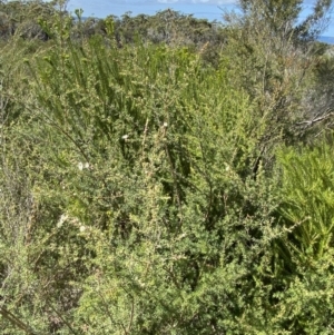 Kunzea ambigua at Vincentia, NSW - 3 Sep 2023