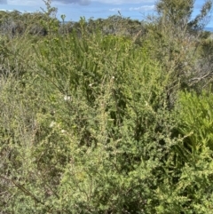 Kunzea ambigua at Vincentia, NSW - 3 Sep 2023