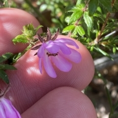 Bauera rubioides at Vincentia, NSW - 3 Sep 2023 12:01 PM