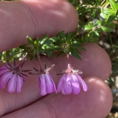 Bauera rubioides at Vincentia, NSW - 3 Sep 2023