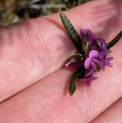 Mirbelia rubiifolia (Heathy Mirbelia) at Jervis Bay National Park - 3 Sep 2023 by Tapirlord