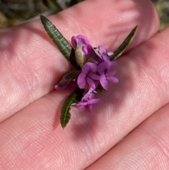 Mirbelia rubiifolia at Vincentia, NSW - 3 Sep 2023 12:01 PM