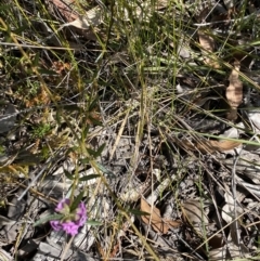 Mirbelia rubiifolia at Vincentia, NSW - 3 Sep 2023 12:01 PM