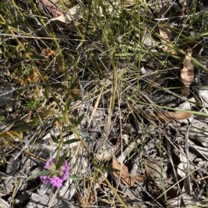 Mirbelia rubiifolia at Vincentia, NSW - 3 Sep 2023