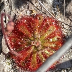 Drosera spatulata (Common Sundew) at Vincentia, NSW - 3 Sep 2023 by Tapirlord