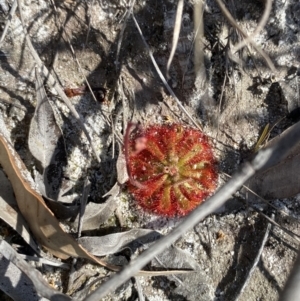 Drosera spatulata at Vincentia, NSW - 3 Sep 2023