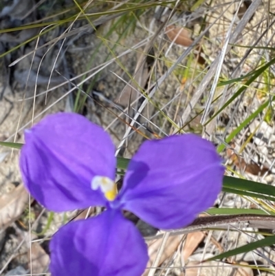 Patersonia sericea (Silky Purple-flag) at Vincentia, NSW - 3 Sep 2023 by Tapirlord