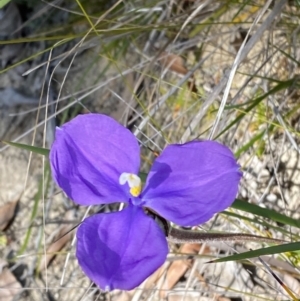 Patersonia sericea at Vincentia, NSW - 3 Sep 2023