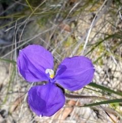 Patersonia sericea at Vincentia, NSW - 3 Sep 2023