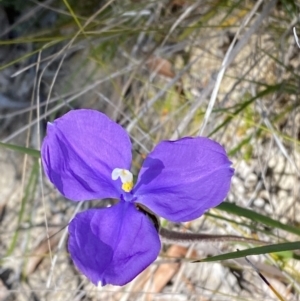 Patersonia sericea at Vincentia, NSW - 3 Sep 2023