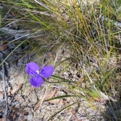 Patersonia sericea at Vincentia, NSW - 3 Sep 2023