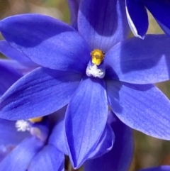 Thelymitra ixioides (Dotted Sun Orchid) at Vincentia, NSW - 3 Sep 2023 by Tapirlord