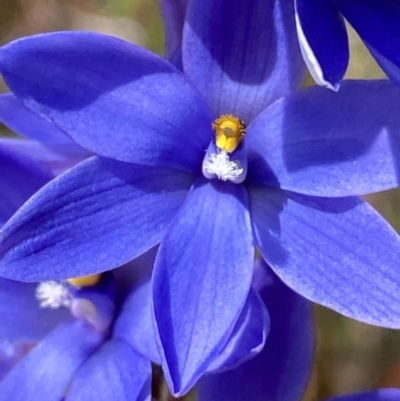 Thelymitra ixioides (Dotted Sun Orchid) at Vincentia, NSW - 3 Sep 2023 by Tapirlord