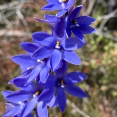 Thelymitra ixioides at Vincentia, NSW - suppressed