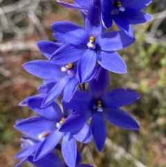 Thelymitra ixioides at Vincentia, NSW - suppressed
