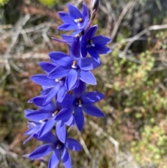 Thelymitra ixioides at Vincentia, NSW - suppressed