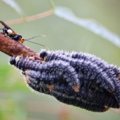 Perga sp. (genus) (Sawfly or Spitfire) at QPRC LGA - 16 Apr 2019 by LisaH