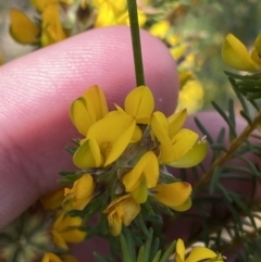 Phyllota phylicoides (Heath Phyllota) at Vincentia, NSW - 3 Sep 2023 by Tapirlord