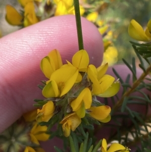 Phyllota phylicoides at Vincentia, NSW - 3 Sep 2023 11:52 AM