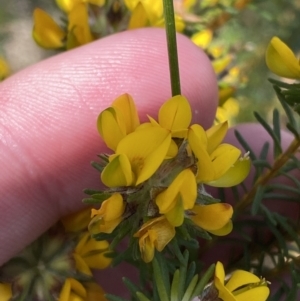 Phyllota phylicoides at Vincentia, NSW - 3 Sep 2023 11:52 AM