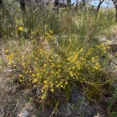 Phyllota phylicoides at Vincentia, NSW - 3 Sep 2023