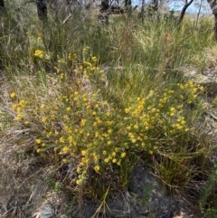 Phyllota phylicoides at Vincentia, NSW - 3 Sep 2023 11:52 AM