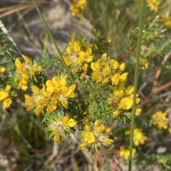 Phyllota phylicoides at Vincentia, NSW - 3 Sep 2023 11:52 AM