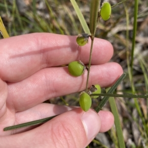 Hovea linearis at Vincentia, NSW - 3 Sep 2023