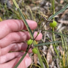 Hovea linearis at Vincentia, NSW - 3 Sep 2023