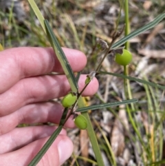 Hovea linearis at Vincentia, NSW - 3 Sep 2023 11:49 AM