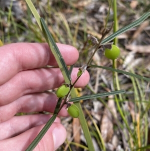 Hovea linearis at Vincentia, NSW - 3 Sep 2023