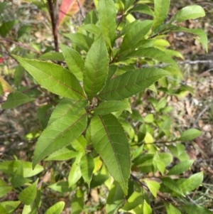 Elaeocarpus reticulatus at Vincentia, NSW - 3 Sep 2023 11:47 AM