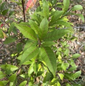 Elaeocarpus reticulatus at Vincentia, NSW - 3 Sep 2023