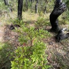 Elaeocarpus reticulatus at Vincentia, NSW - 3 Sep 2023