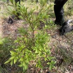 Elaeocarpus reticulatus at Vincentia, NSW - 3 Sep 2023
