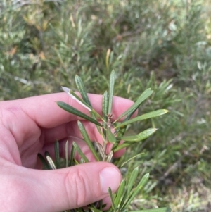 Lambertia formosa at Vincentia, NSW - 3 Sep 2023 11:44 AM