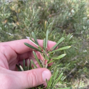 Lambertia formosa at Vincentia, NSW - 3 Sep 2023