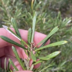 Lambertia formosa at Vincentia, NSW - 3 Sep 2023