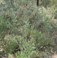 Lambertia formosa at Vincentia, NSW - 3 Sep 2023 11:44 AM