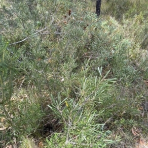 Lambertia formosa at Vincentia, NSW - 3 Sep 2023