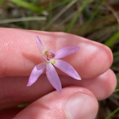 Caladenia hillmanii (Purple Heart Orchid) at Vincentia, NSW - 3 Sep 2023 by Tapirlord