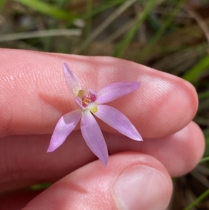 Caladenia hillmanii at Vincentia, NSW - suppressed