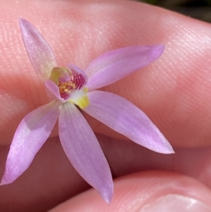 Caladenia hillmanii at Vincentia, NSW - suppressed