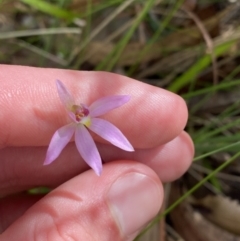 Caladenia hillmanii at Vincentia, NSW - suppressed