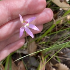 Caladenia hillmanii at Vincentia, NSW - 3 Sep 2023