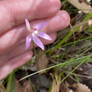 Caladenia hillmanii at Vincentia, NSW - suppressed