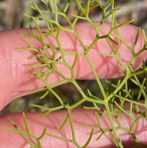 Petrophile pedunculata at Vincentia, NSW - suppressed