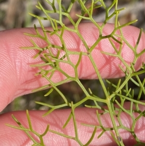 Petrophile pedunculata at Vincentia, NSW - suppressed